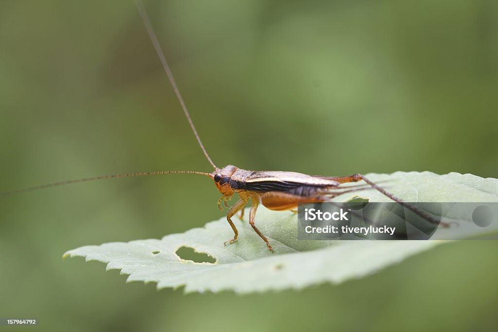 Arancio Cavalletta su foglia - Foto stock royalty-free di Ambientazione esterna