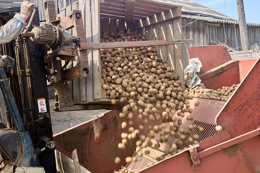 Potato planter is filled with raw seed potatoes.