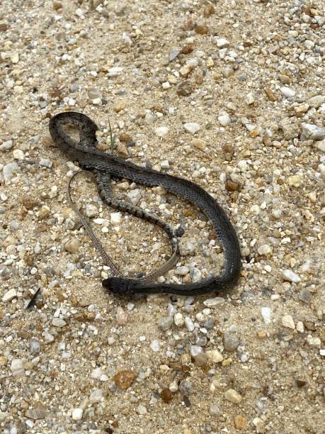 istock a snake on ground at the sand 1579717276