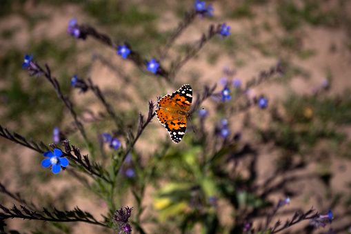 The colorful butterfly on the flower bush.