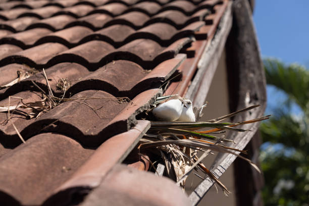 istock Birds nesting under old roof that loose or broken tiles and eaves. 1579739277