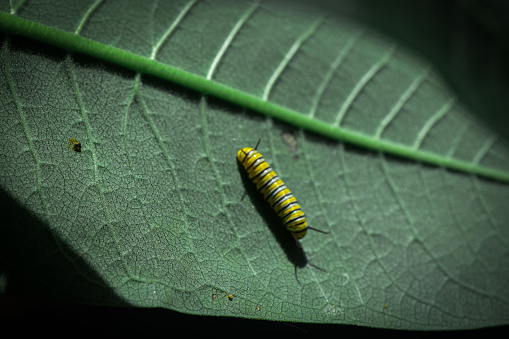 Monarch caterpillar larvae