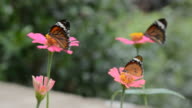 istock Monarch butterfly 157974989