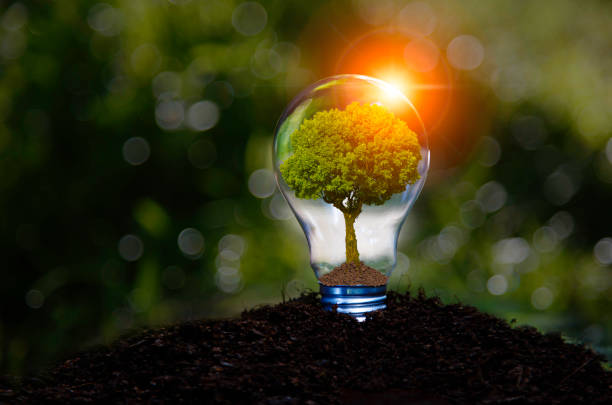 istock green tree in light bulb on grass nature, eco green energy system. Innovation technology eco energy concept. light bulb energy sources for renewable. Concept innovation inspiration. Idea innovative 1579753984