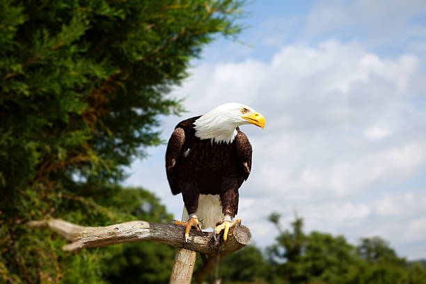 istock bald eagle bird of prey 157976058