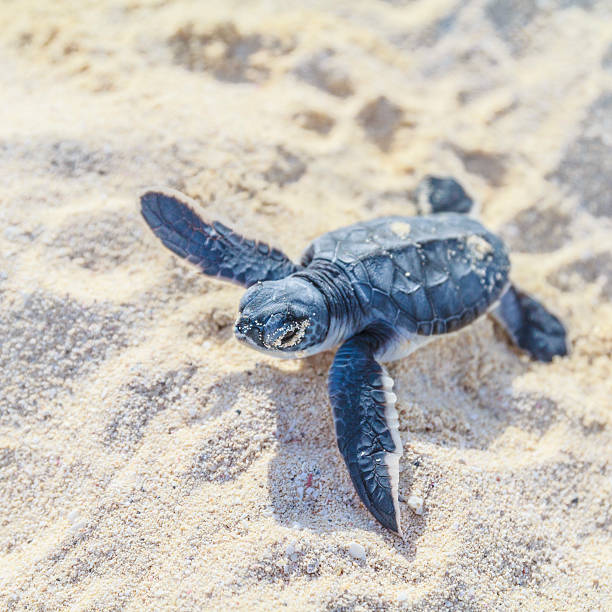 tartaruga marina newborn.square. - sea turtle square shape square endangered species foto e immagini stock