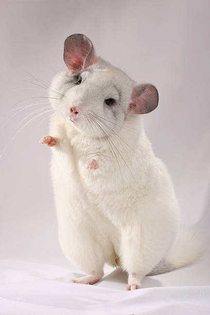 Chinchilla-Geisha stock photo