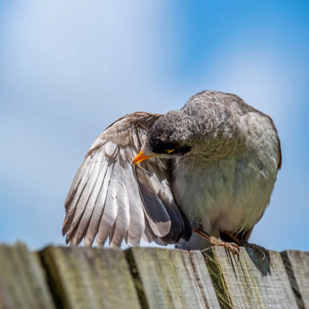 istock Noisy Miner on a fence 1579785534