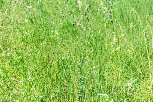 istock lush green grass in sunny summer day. natural background. 1579792839