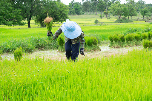 Farmers are uprooting rice seedlings to prepare for the planting season.