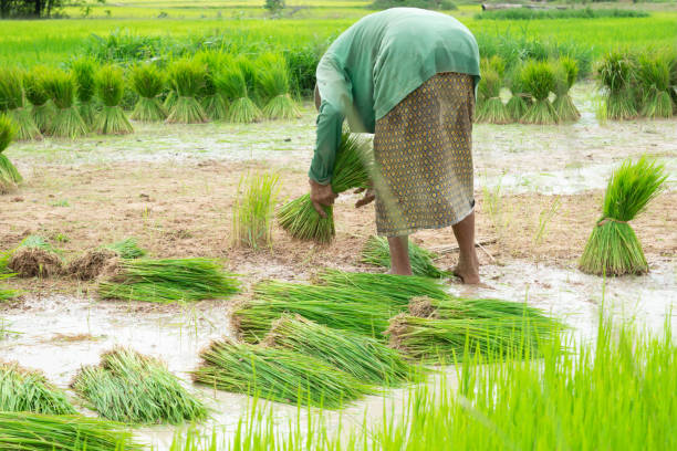 istock The farmers are pulling out rice seedlings to cultivate. 1579810042