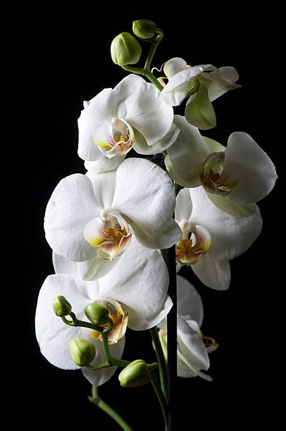 istock White Orchid on Black background 157982291