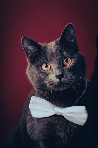 istock Adorable black cat wearing a bow tie with a red background 1579833462