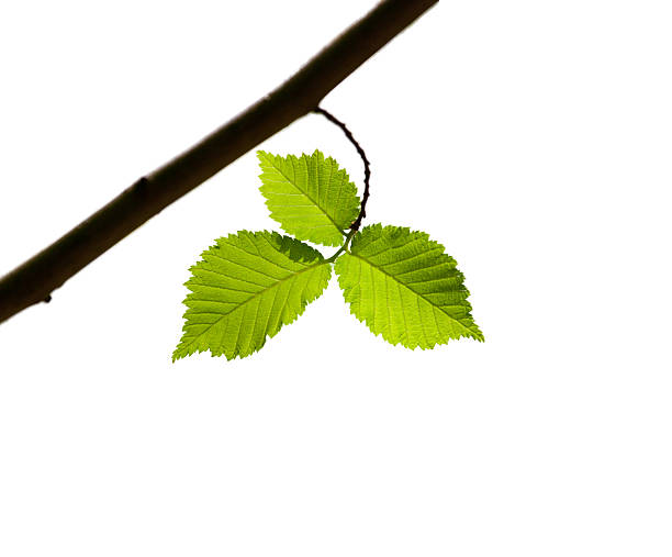 istock Branch with fresh spring leaves on white background 157983389