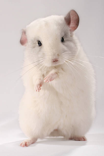 White chinchilla stock photo