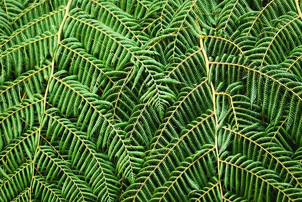 new zealand punga (ponga) fern palmwedeln hintergrund - natural pattern fern frond green stock-fotos und bilder