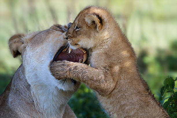 Lion cub playing with mother stock photo