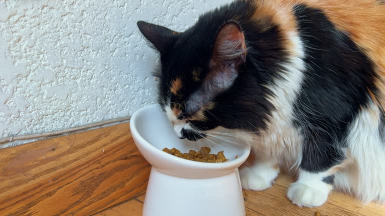 best material for cat bowls