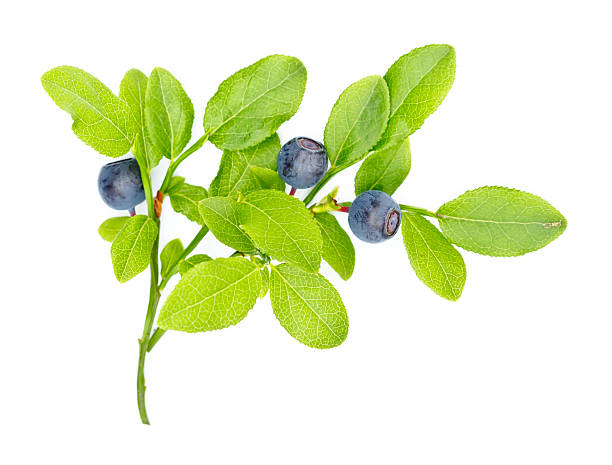 istock Ripe blueberries on twig 157985943