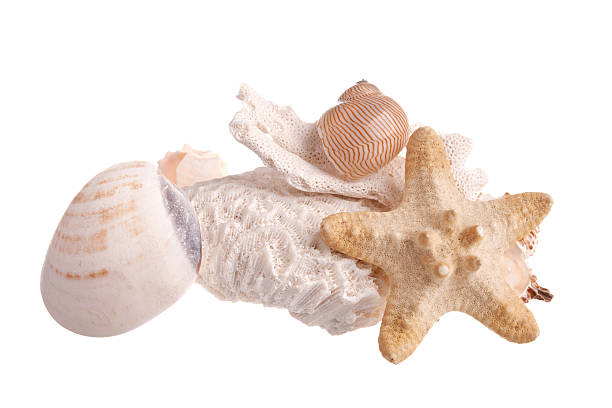 istock Sea shells, star fish, coral 157985980