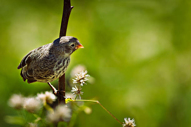 A Darwin's Finch (Geospizinae) also known as the Galapagos Finch in the Galapagos Islands, Ecuador
