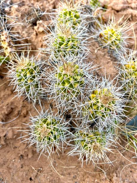 claret cup cactus - schöne natur im süden colorados, wüste trifft berge, cortez, colorado - claret cup stock-fotos und bilder