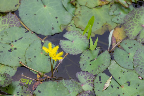 Nymphoides crenata found in a pond. wavy marshwort, yellow water snowflake Nymphoides crenata found in a pond. wavy marshwort, yellow water snowflake marshwort stock pictures, royalty-free photos & images