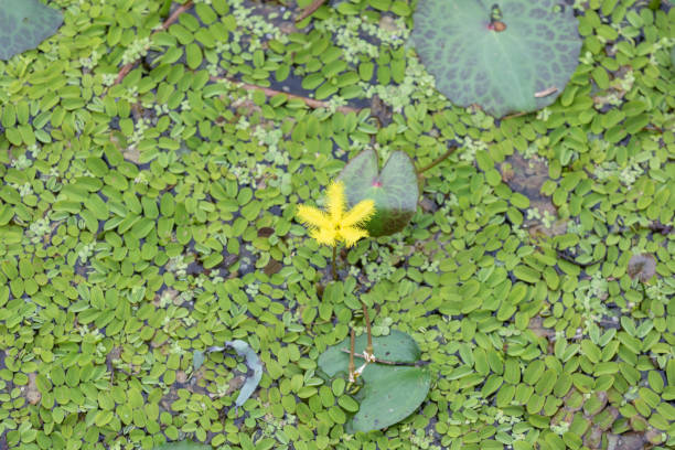 Nymphoides crenata found in a pond. wavy marshwort, yellow water snowflake Nymphoides crenata found in a pond. wavy marshwort, yellow water snowflake marshwort stock pictures, royalty-free photos & images