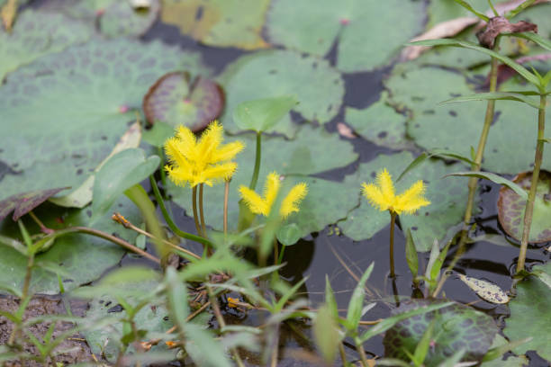 Nymphoides crenata found in a pond. wavy marshwort, yellow water snowflake Nymphoides crenata found in a pond. wavy marshwort, yellow water snowflake marshwort stock pictures, royalty-free photos & images