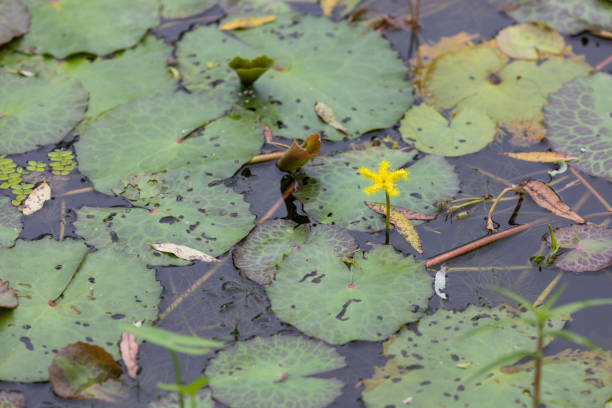 Nymphoides crenata found in a pond. wavy marshwort, yellow water snowflake Nymphoides crenata found in a pond. wavy marshwort, yellow water snowflake marshwort stock pictures, royalty-free photos & images