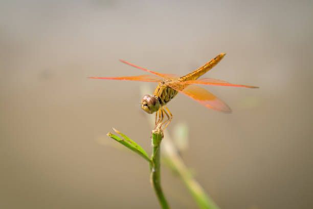 Dragonfly (Insects) perching on leaves in the rice field naturally.