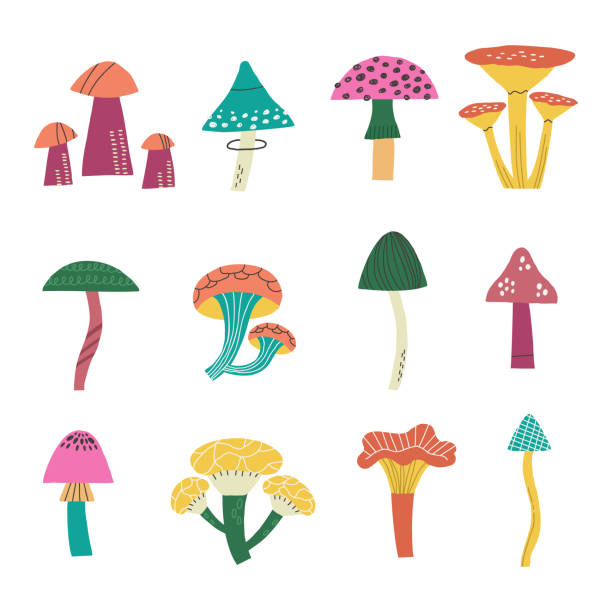 손으로 그린 가을 버섯 세트 - 독우산광대버섯 stock illustrations