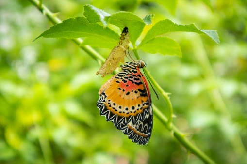 Butterfly with a perfect blend of brown and orange colors, elegantly perching on a tree branch in its natural surroundings.