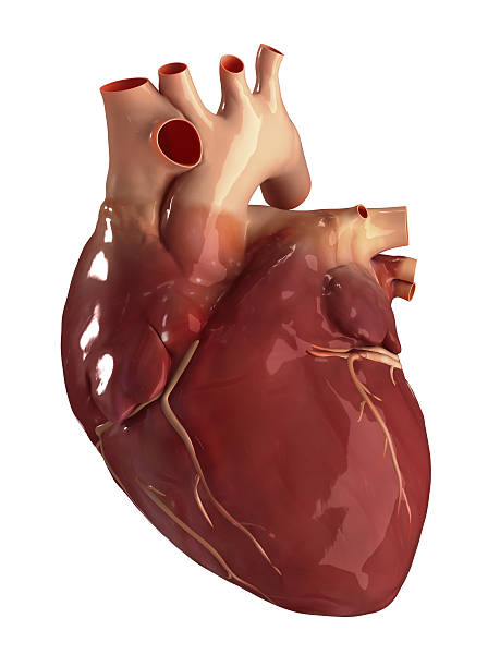 istock Heart anterior view isolated 157986981