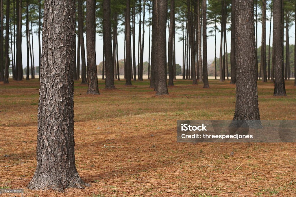 Loblolly Forest - Zbiór zdjęć royalty-free (Loblolly Pine)