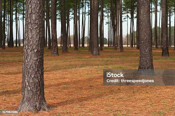 Loblolly Forest - zdjęcia stockowe i więcej obrazów Loblolly Pine - Loblolly Pine, Las, Bez ludzi