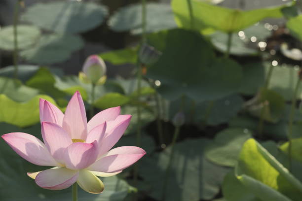istock Japanese Lotus 1579871267