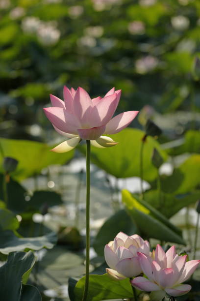istock Japanese Lotus 1579871273