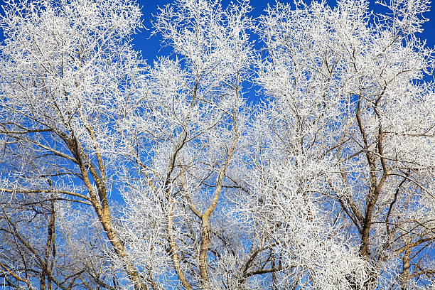 istock Winter trees in frost 157987441