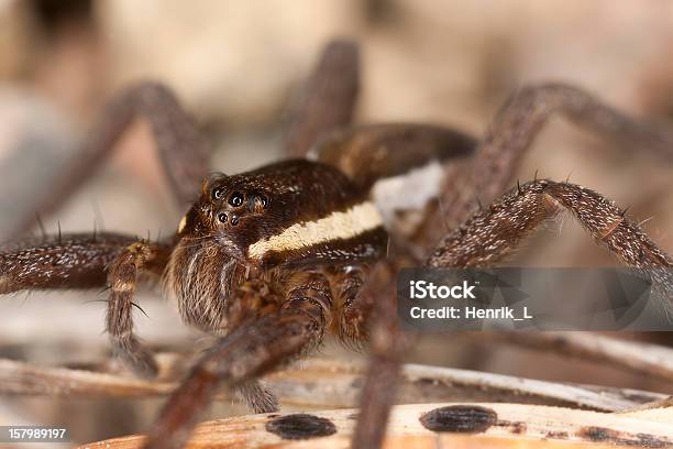 Raft Spider Dolomedes Fimbriatus Om Ground Extreme Closeup Stock Photo - Download Image Now