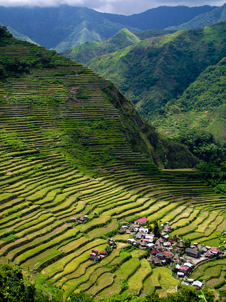 istock A beautiful view of the batad rice terraces 157989204