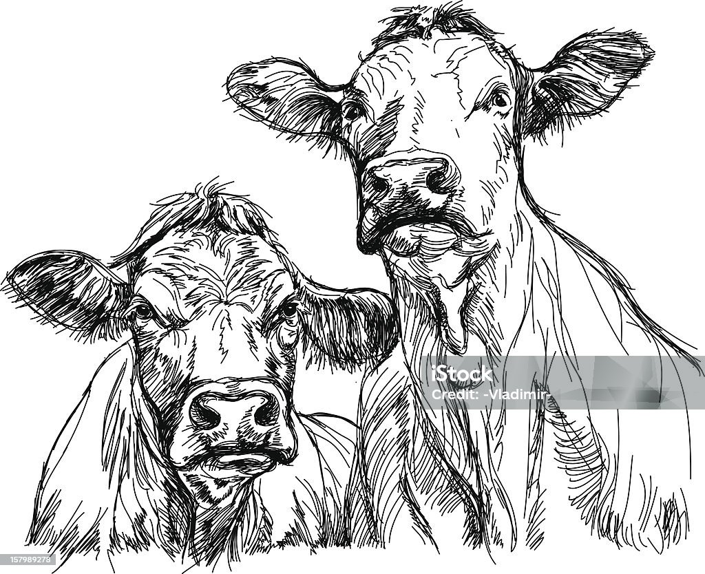 A pencil sketch of two cows facing viewer two cows hand draw sketch Domestic Cattle stock vector