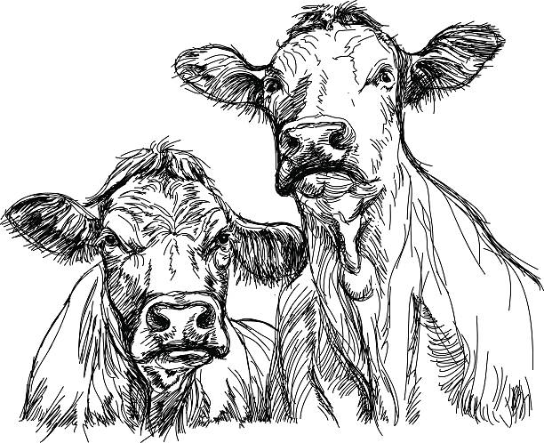 A pencil sketch of two cows facing viewer two cows hand draw sketch cow drawings stock illustrations