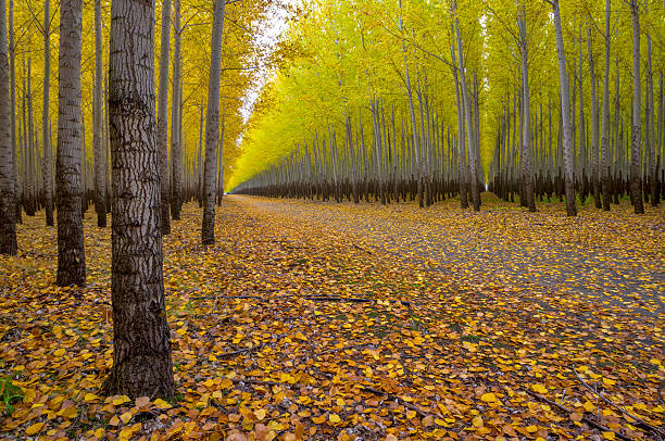 istock Access road to a tree farm autumn 157989301