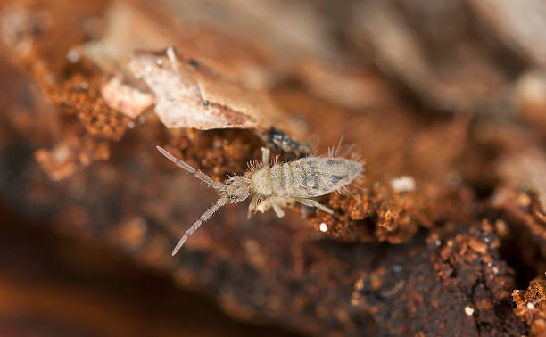Springtail (Collembola) sitting on wood, extreme close-up Springtail (Collembola) sitting on wood, extreme close-up with high magnification  collembola stock pictures, royalty-free photos & images