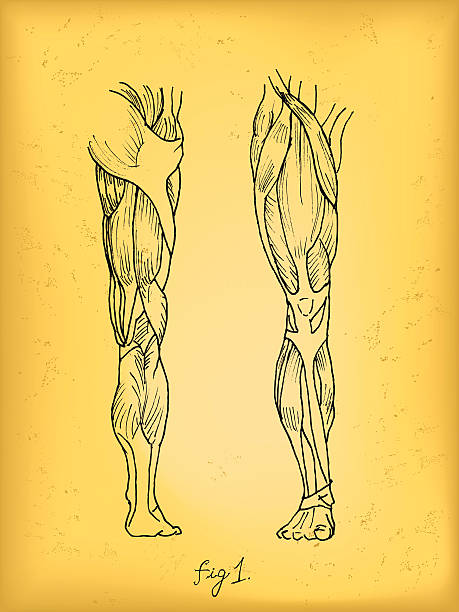 Leg Muscles Leg Muscles, Anatomy view. Drawing is made with pen and ink and intentionally made to look old and grungy biceps femoris stock illustrations