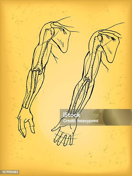 人の腕 - 尺骨のベクターアート素材や画像を多数ご用意 - 尺骨, レトロ調, 腱