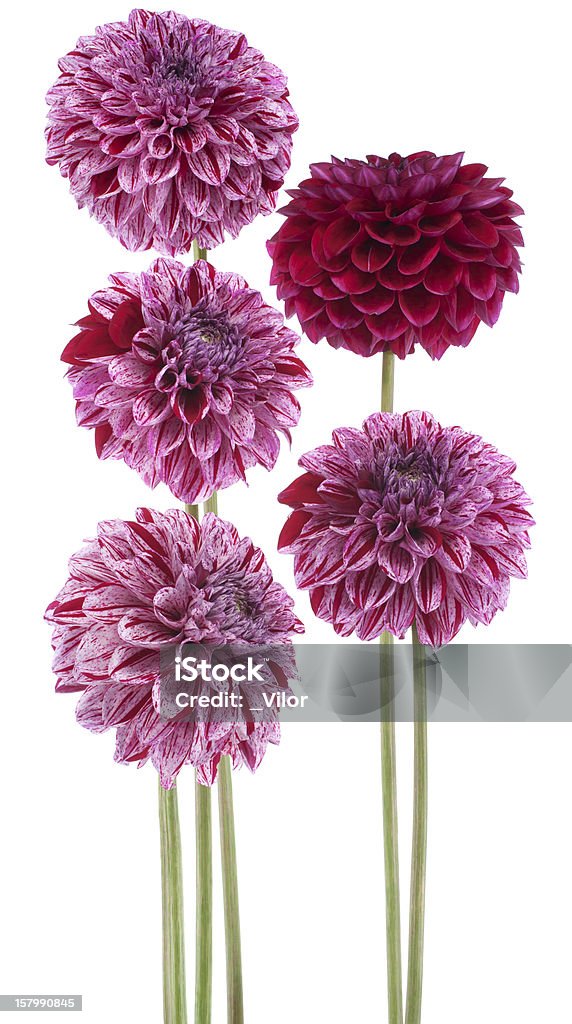 Dalia - Foto stock royalty-free di Argyranthemum frutescens