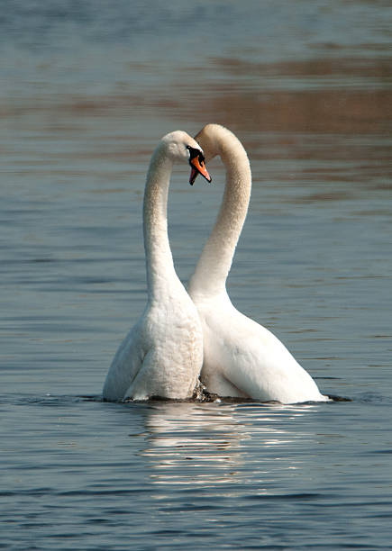 Courting Mute Swans stock photo