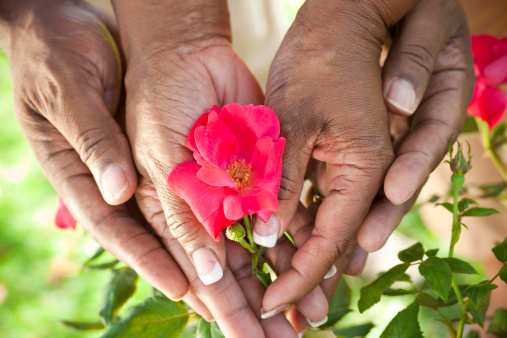 Close up of senior African American man & woman couple hands holding a red rose flower in a summer garden